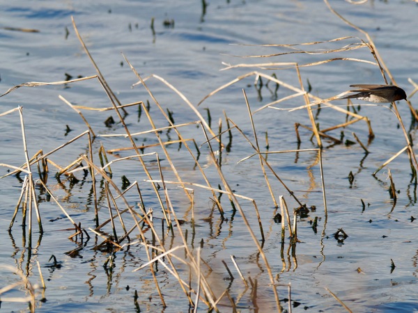 https://lemis.nyc3.digitaloceanspaces.com/grog/Photos/20260729/small/Birding-124.jpeg