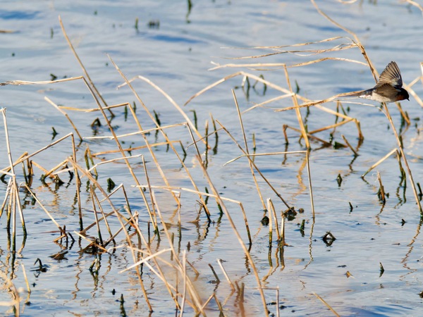 https://lemis.nyc3.digitaloceanspaces.com/grog/Photos/20260729/small/Birding-125.jpeg