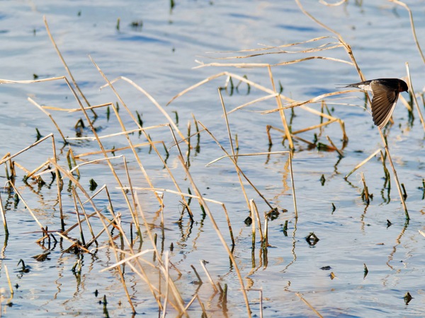 https://lemis.nyc3.digitaloceanspaces.com/grog/Photos/20260729/small/Birding-126.jpeg