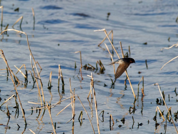 https://lemis.nyc3.digitaloceanspaces.com/grog/Photos/20260729/small/Birding-127.jpeg