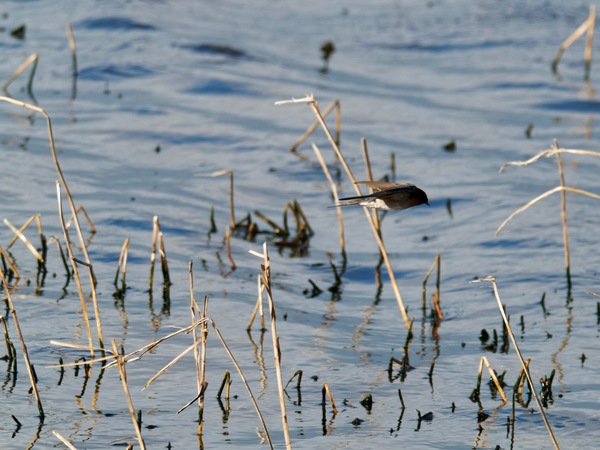 https://lemis.nyc3.digitaloceanspaces.com/grog/Photos/20260729/small/Birding-128.jpeg
