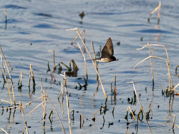 https://lemis.nyc3.digitaloceanspaces.com/grog/Photos/20260729/small/Birding-129.jpeg