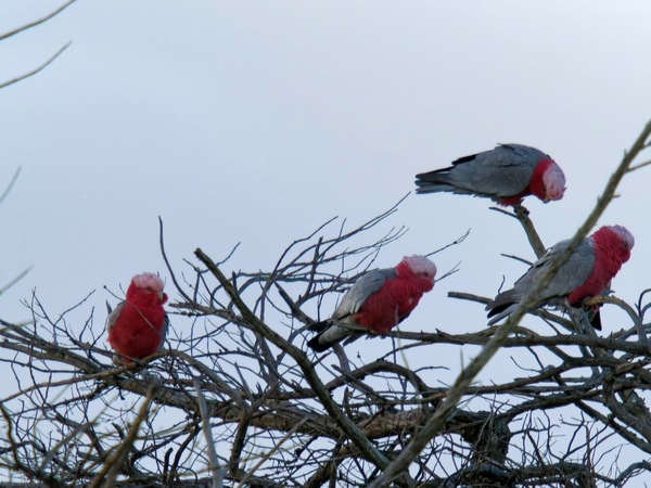 https://lemis.nyc3.digitaloceanspaces.com/grog/Photos/20260729/small/Birding-13.jpeg