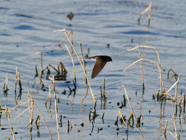https://lemis.nyc3.digitaloceanspaces.com/grog/Photos/20260729/small/Birding-130.jpeg