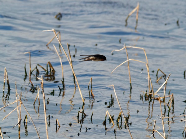 https://lemis.nyc3.digitaloceanspaces.com/grog/Photos/20260729/small/Birding-131.jpeg
