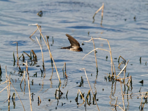 https://lemis.nyc3.digitaloceanspaces.com/grog/Photos/20260729/small/Birding-132.jpeg