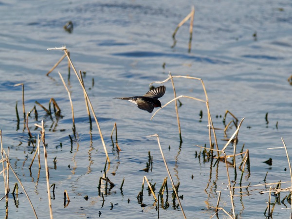 https://lemis.nyc3.digitaloceanspaces.com/grog/Photos/20260729/small/Birding-133.jpeg