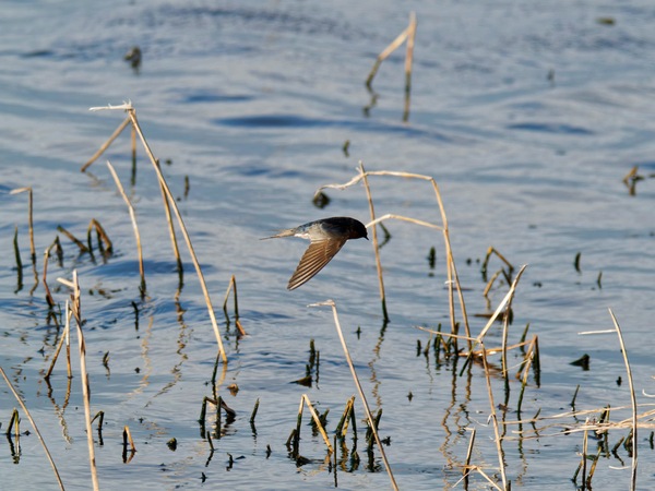 https://lemis.nyc3.digitaloceanspaces.com/grog/Photos/20260729/small/Birding-134.jpeg