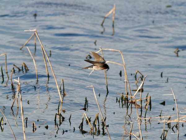 https://lemis.nyc3.digitaloceanspaces.com/grog/Photos/20260729/small/Birding-135.jpeg