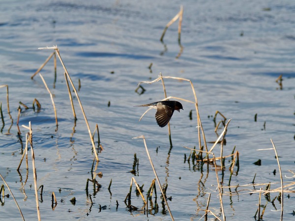 https://lemis.nyc3.digitaloceanspaces.com/grog/Photos/20260729/small/Birding-136.jpeg