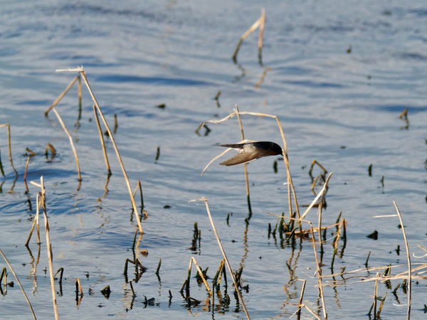 https://lemis.nyc3.digitaloceanspaces.com/grog/Photos/20260729/small/Birding-137.jpeg