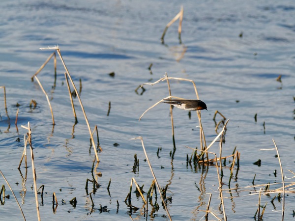 https://lemis.nyc3.digitaloceanspaces.com/grog/Photos/20260729/small/Birding-138.jpeg