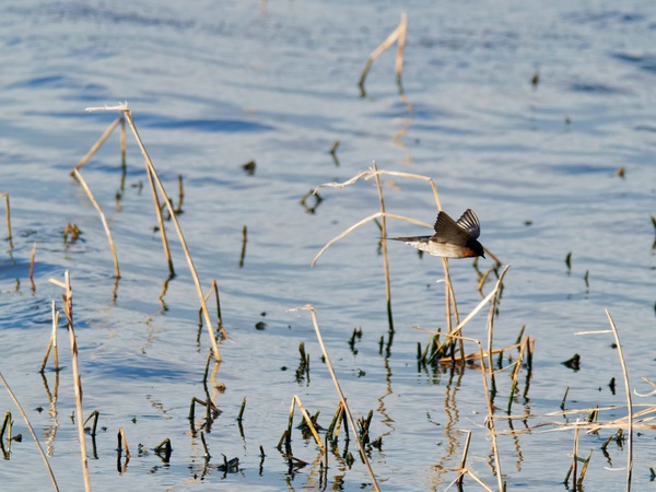 https://lemis.nyc3.digitaloceanspaces.com/grog/Photos/20260729/small/Birding-139.jpeg