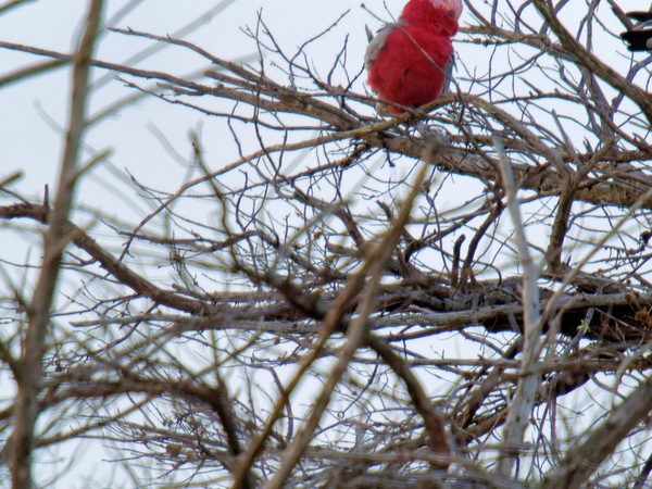 https://lemis.nyc3.digitaloceanspaces.com/grog/Photos/20260729/small/Birding-14.jpeg