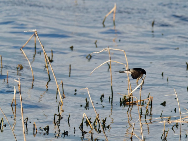 https://lemis.nyc3.digitaloceanspaces.com/grog/Photos/20260729/small/Birding-140.jpeg