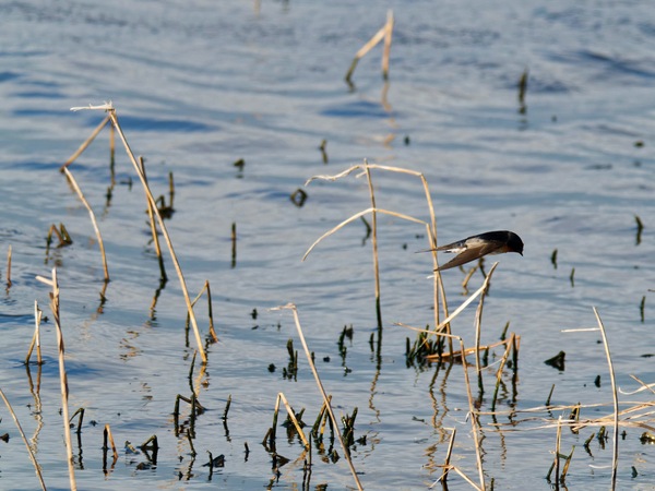 https://lemis.nyc3.digitaloceanspaces.com/grog/Photos/20260729/small/Birding-141.jpeg