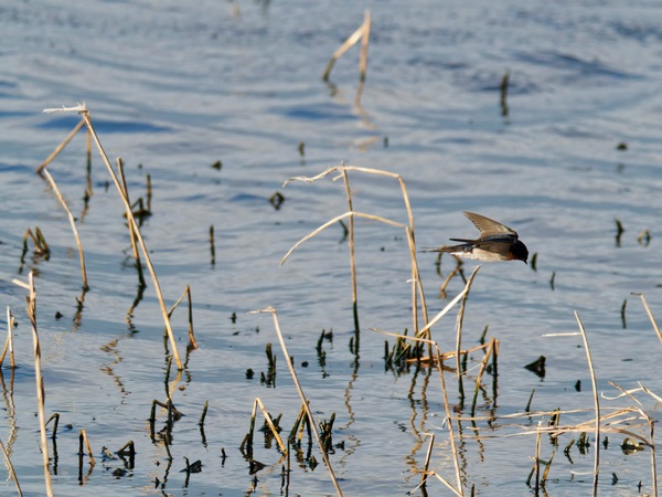 https://lemis.nyc3.digitaloceanspaces.com/grog/Photos/20260729/small/Birding-142.jpeg