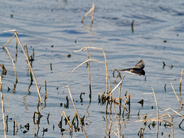 https://lemis.nyc3.digitaloceanspaces.com/grog/Photos/20260729/small/Birding-143.jpeg