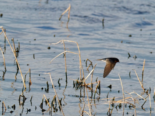 https://lemis.nyc3.digitaloceanspaces.com/grog/Photos/20260729/small/Birding-144.jpeg