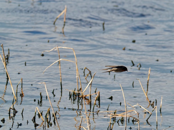 https://lemis.nyc3.digitaloceanspaces.com/grog/Photos/20260729/small/Birding-145.jpeg