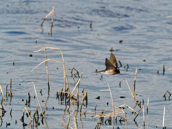 https://lemis.nyc3.digitaloceanspaces.com/grog/Photos/20260729/small/Birding-146.jpeg