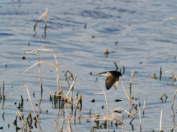 https://lemis.nyc3.digitaloceanspaces.com/grog/Photos/20260729/small/Birding-147.jpeg