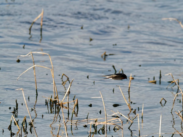 https://lemis.nyc3.digitaloceanspaces.com/grog/Photos/20260729/small/Birding-148.jpeg
