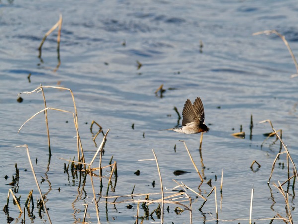 https://lemis.nyc3.digitaloceanspaces.com/grog/Photos/20260729/small/Birding-149.jpeg
