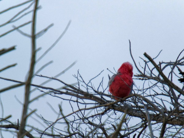 https://lemis.nyc3.digitaloceanspaces.com/grog/Photos/20260729/small/Birding-15.jpeg