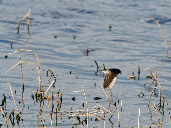https://lemis.nyc3.digitaloceanspaces.com/grog/Photos/20260729/small/Birding-150.jpeg