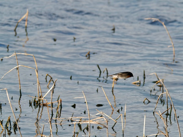 https://lemis.nyc3.digitaloceanspaces.com/grog/Photos/20260729/small/Birding-151.jpeg