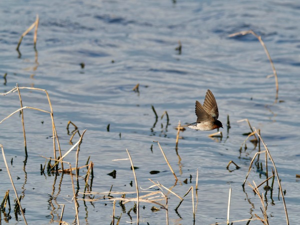 https://lemis.nyc3.digitaloceanspaces.com/grog/Photos/20260729/small/Birding-152.jpeg