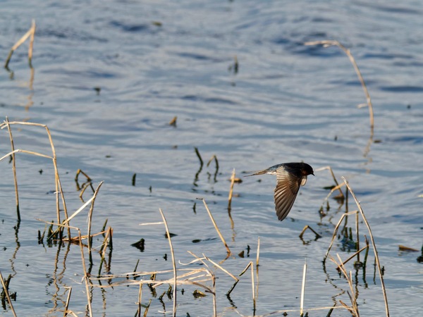 https://lemis.nyc3.digitaloceanspaces.com/grog/Photos/20260729/small/Birding-153.jpeg