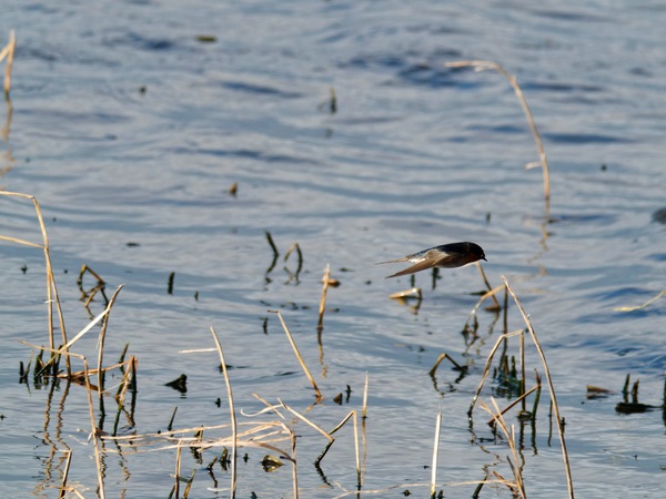 https://lemis.nyc3.digitaloceanspaces.com/grog/Photos/20260729/small/Birding-154.jpeg