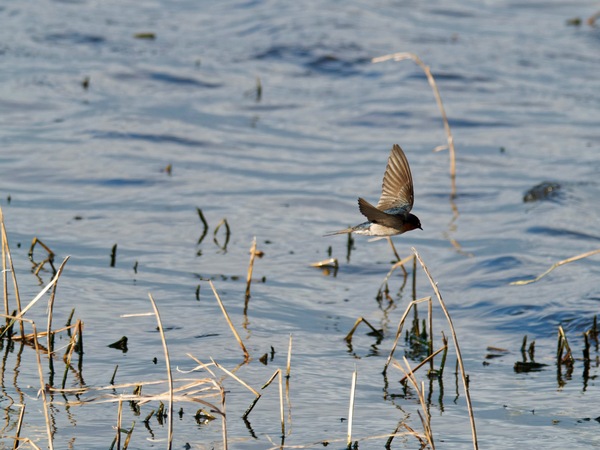 https://lemis.nyc3.digitaloceanspaces.com/grog/Photos/20260729/small/Birding-155.jpeg