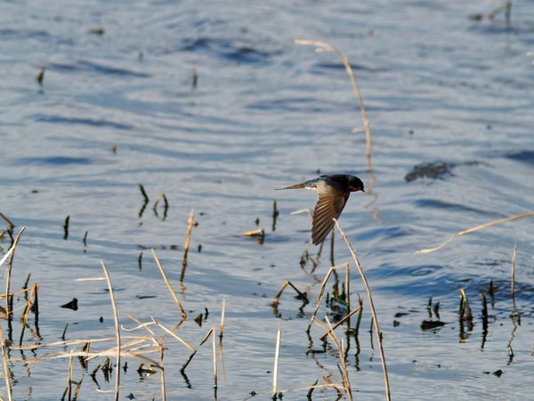 https://lemis.nyc3.digitaloceanspaces.com/grog/Photos/20260729/small/Birding-156.jpeg