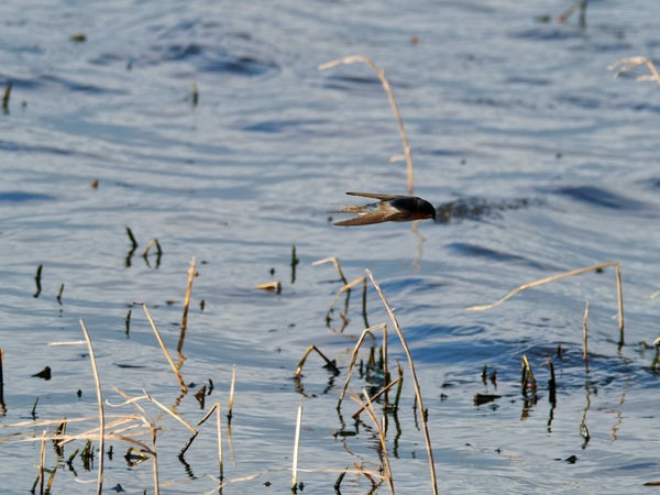 https://lemis.nyc3.digitaloceanspaces.com/grog/Photos/20260729/small/Birding-157.jpeg