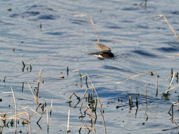 https://lemis.nyc3.digitaloceanspaces.com/grog/Photos/20260729/small/Birding-158.jpeg