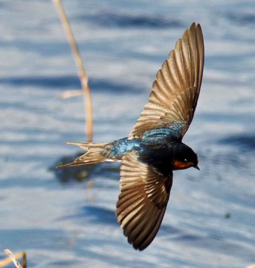 https://lemis.nyc3.digitaloceanspaces.com/grog/Photos/20260729/small/Birding-159-detail.jpeg