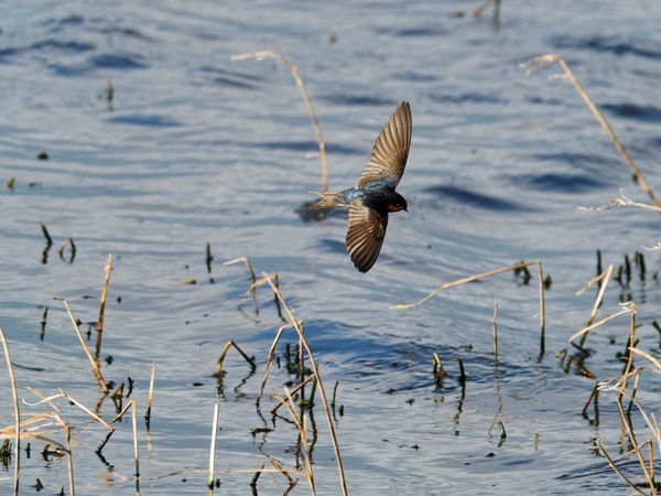 https://lemis.nyc3.digitaloceanspaces.com/grog/Photos/20260729/small/Birding-159.jpeg