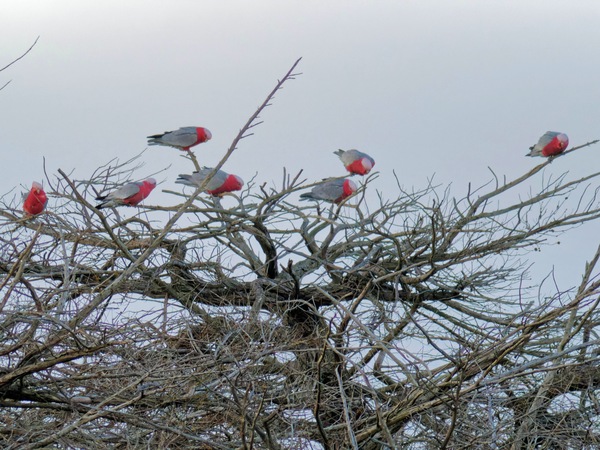https://lemis.nyc3.digitaloceanspaces.com/grog/Photos/20260729/small/Birding-16.jpeg