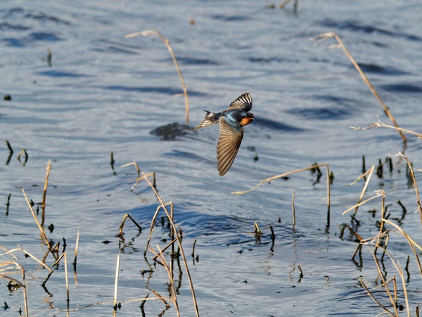 https://lemis.nyc3.digitaloceanspaces.com/grog/Photos/20260729/small/Birding-160.jpeg