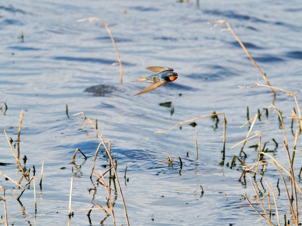 https://lemis.nyc3.digitaloceanspaces.com/grog/Photos/20260729/small/Birding-161.jpeg