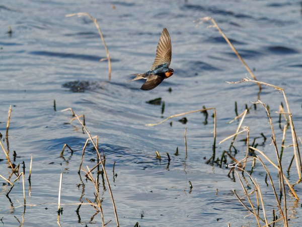 https://lemis.nyc3.digitaloceanspaces.com/grog/Photos/20260729/small/Birding-162.jpeg