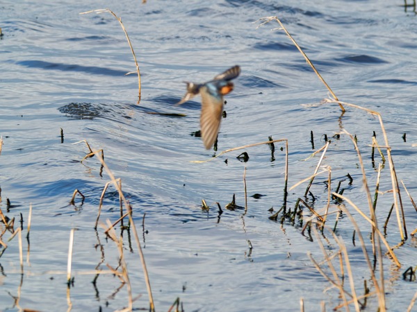 https://lemis.nyc3.digitaloceanspaces.com/grog/Photos/20260729/small/Birding-163.jpeg