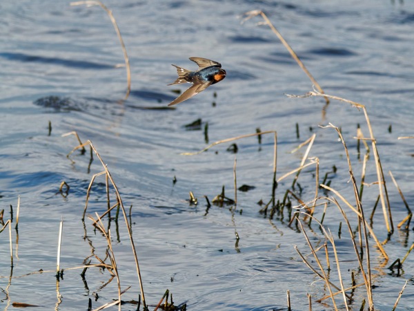 https://lemis.nyc3.digitaloceanspaces.com/grog/Photos/20260729/small/Birding-164.jpeg