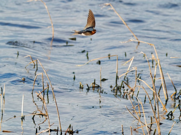 https://lemis.nyc3.digitaloceanspaces.com/grog/Photos/20260729/small/Birding-165.jpeg