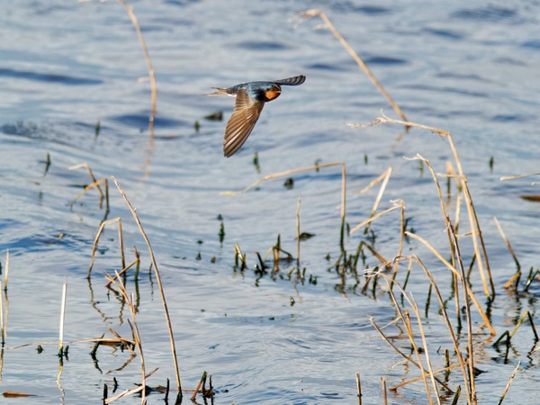 https://lemis.nyc3.digitaloceanspaces.com/grog/Photos/20260729/small/Birding-166.jpeg