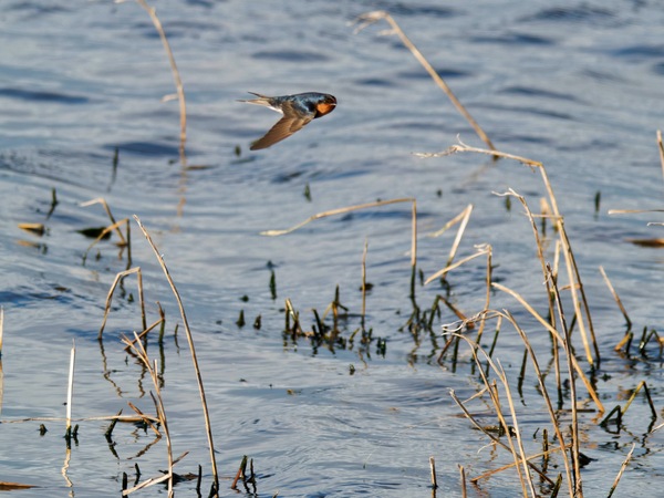 https://lemis.nyc3.digitaloceanspaces.com/grog/Photos/20260729/small/Birding-167.jpeg