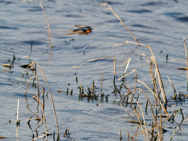 https://lemis.nyc3.digitaloceanspaces.com/grog/Photos/20260729/small/Birding-168.jpeg